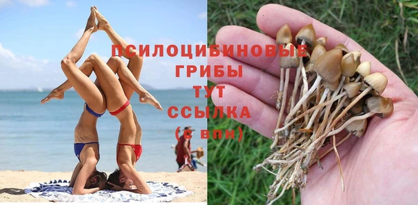 PSILOCYBIN Белокуриха